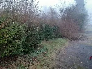 Top-rated lawn care service experts serving Olympia, WA - True Vision Landscaping