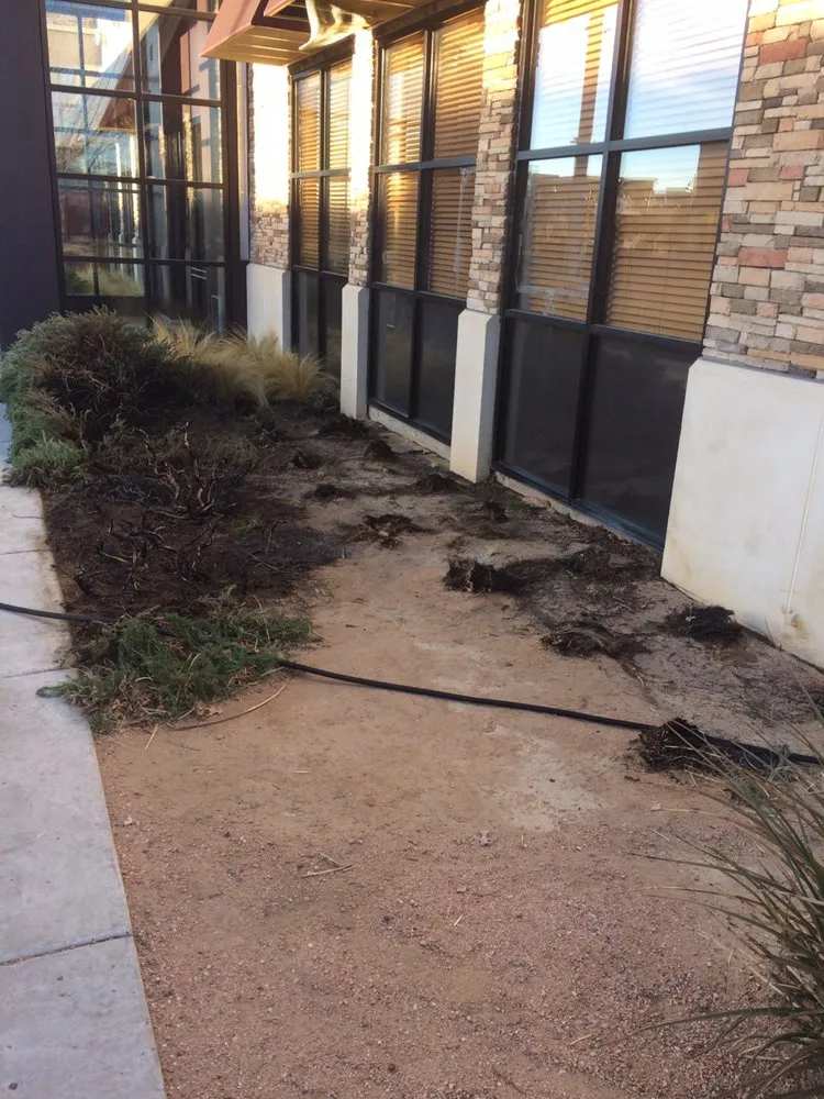 Trusted yard maintenance in Albuquerque, NM - TrueCare Landscaping