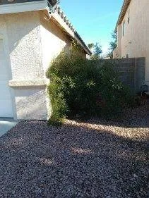 Reliable yard cleanup service for homes across North Las Vegas, NV - TrueCare