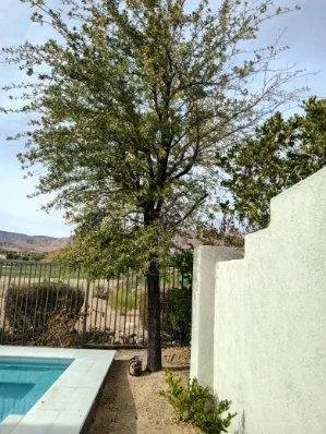 Affordable garden landscaping experts serving North Las Vegas, NV - TrueCare