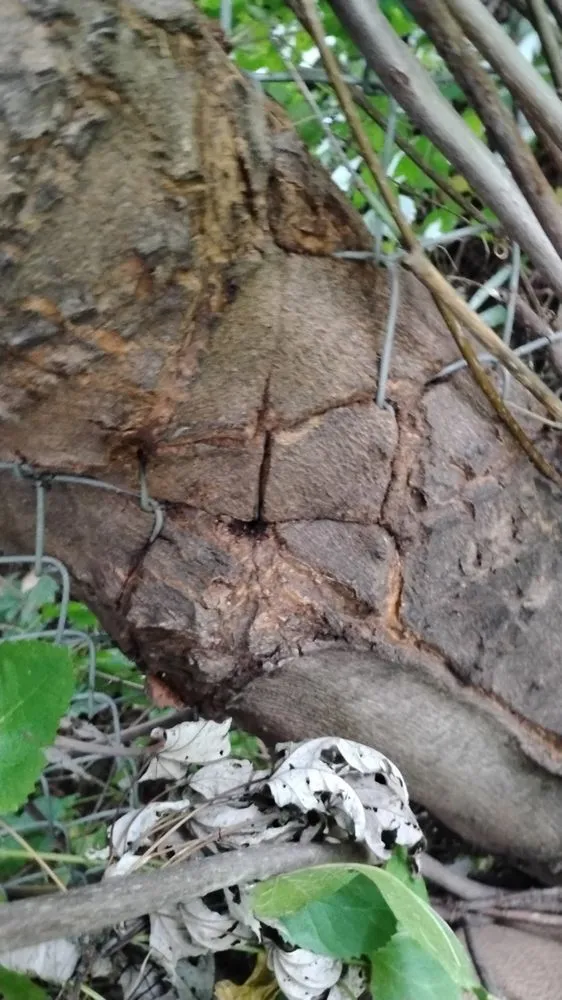 Trusted yard cleanup service near you across Oshkosh, WI - TrueRoot Landscaping