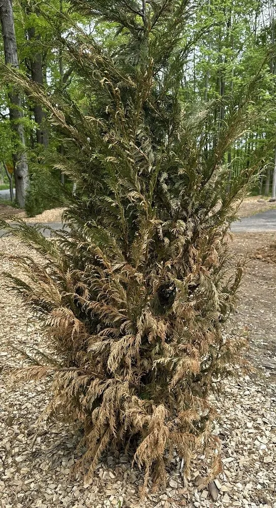 Custom residential landscaping for beautiful yards across Warren, NJ - Truesdale Nursery