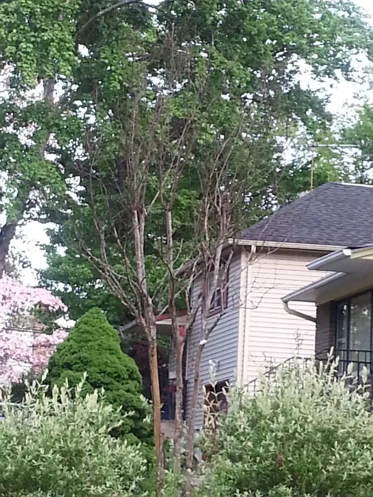 Local landscaping services for year-round maintenance in Warren, NJ by Truesdale Nursery