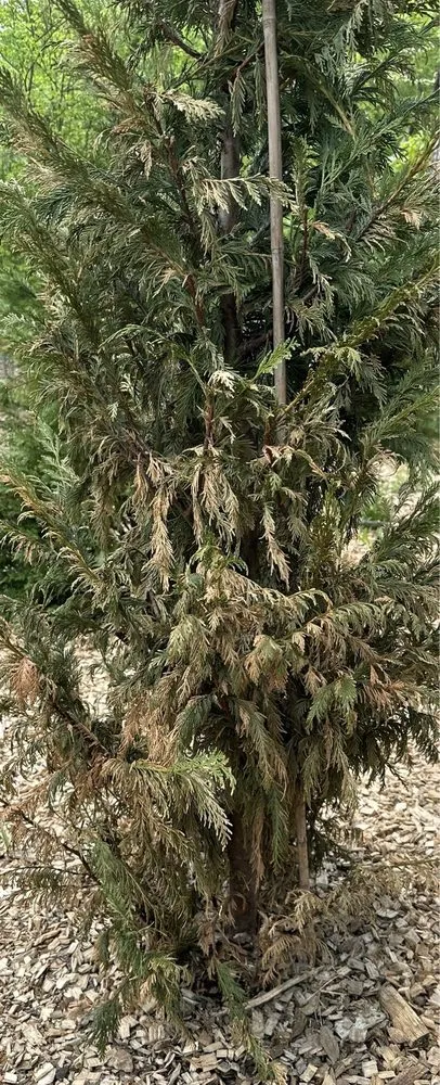 Local garden landscaping for beautiful yards in Warren, NJ by Truesdale Nursery