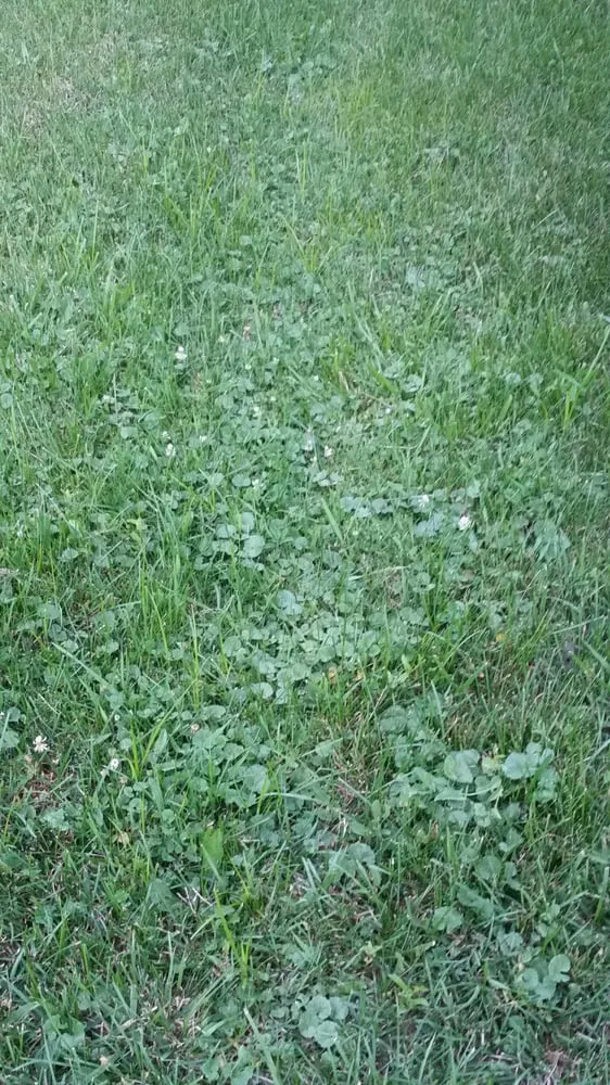 Professional landscape design for year-round maintenance across Wheeling, IL - Trugreen Chemlawn