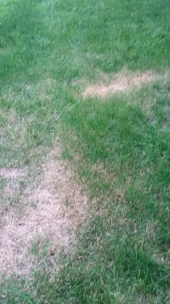 Affordable yard cleanup service near you across Wheeling, IL - Trugreen Chemlawn