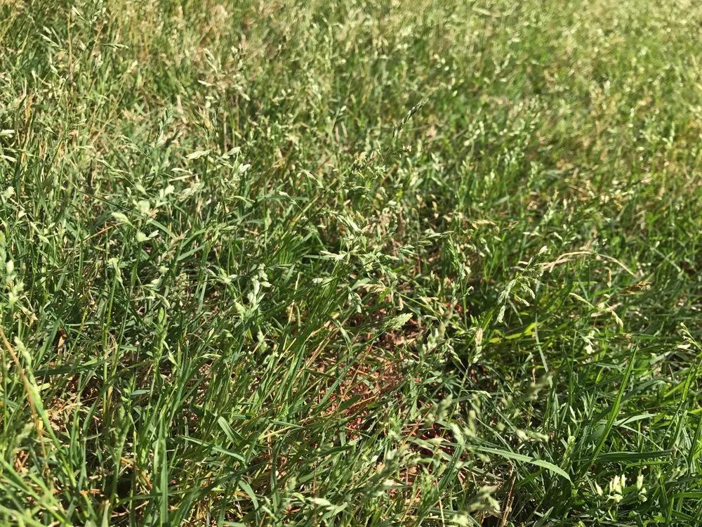 Local residential landscaping in Columbia, SC - TruGreen