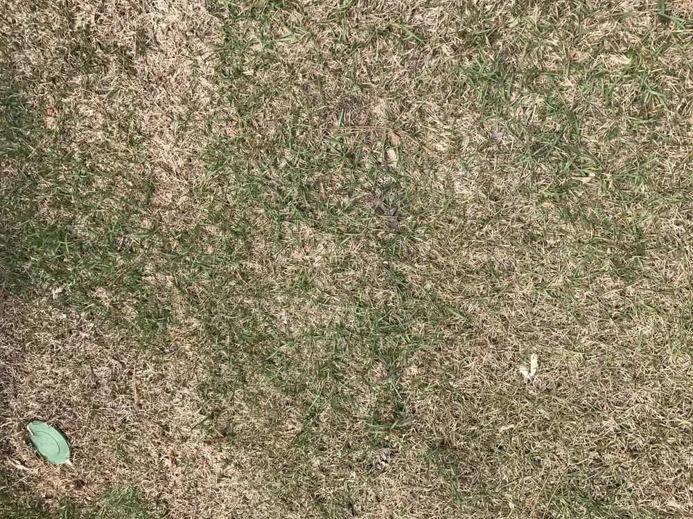 Affordable garden landscaping in Columbia, SC - TruGreen