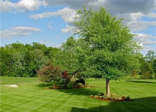 Trusted landscape design for year-round maintenance in Ellenwood, GA by TruGreen