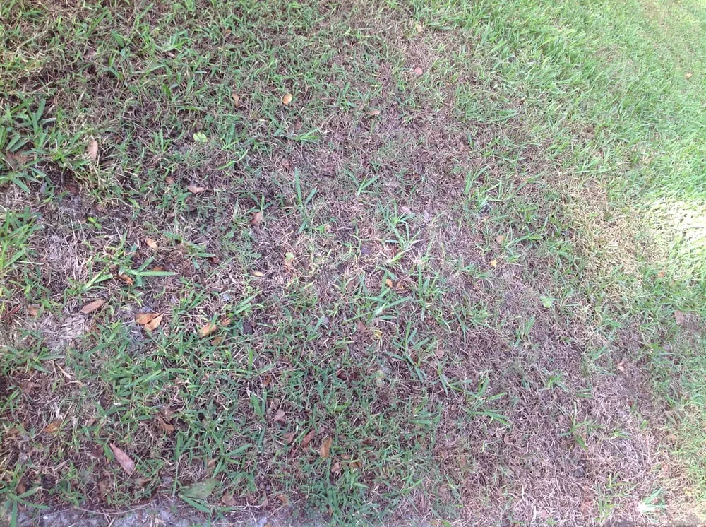 Expert landscaping services in Fort Myers, FL - TruGreen