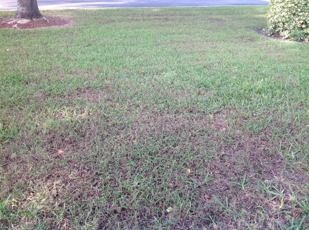 Custom landscaping services for beautiful yards in Fort Myers, FL by TruGreen