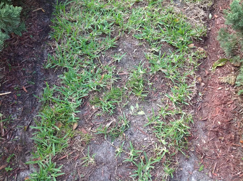 Reliable lawn mowing service for homes across Fort Myers, FL - TruGreen