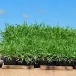 Top-rated outdoor landscaping in Purvis, MS - TruGreen Hattiesburg