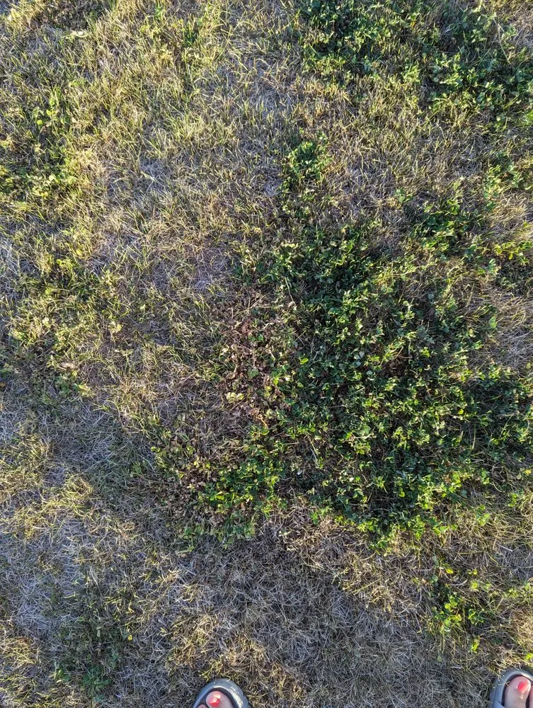 Professional lawn mowing service experts serving Helena, MT - TruGreen