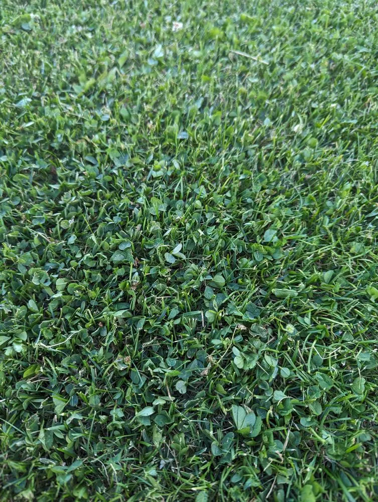 Local yard maintenance near you in Helena, MT by TruGreen