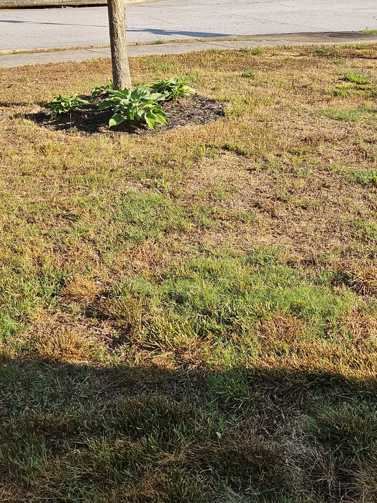 Top-rated yard maintenance in Acworth, GA - TruGreen Lawn Care