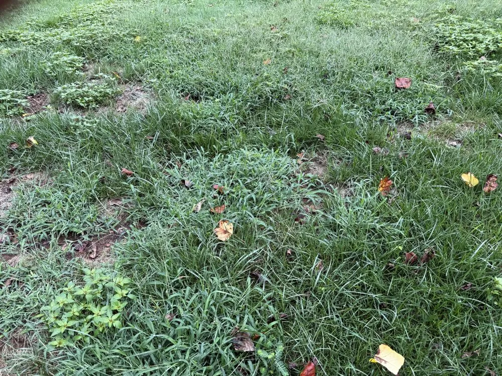 Local lawn care service for residential properties in Acworth, GA by TruGreen Lawn Care