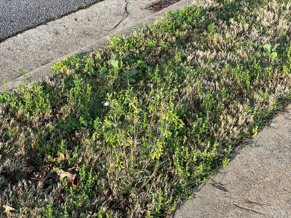 Top-rated yard cleanup service near you across Acworth, GA - TruGreen Lawn Care