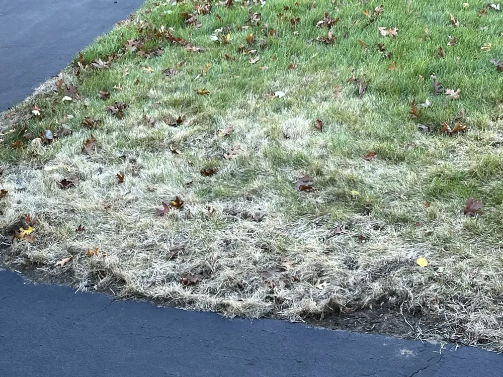 Reliable yard maintenance experts serving Albany, NY - TruGreen Lawn Care