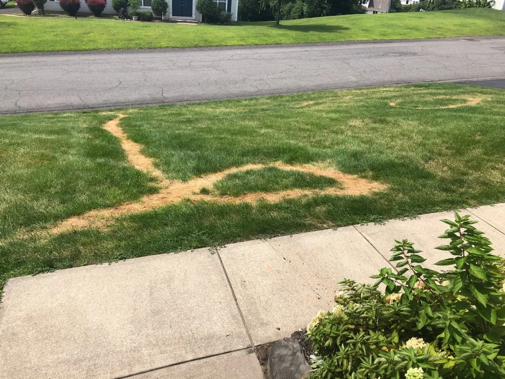 Reliable lawn mowing service in Albany, NY - TruGreen Lawn Care