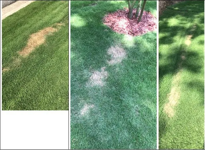 Top-rated lawn mowing service near you in Austell, GA by TruGreen Lawn Care