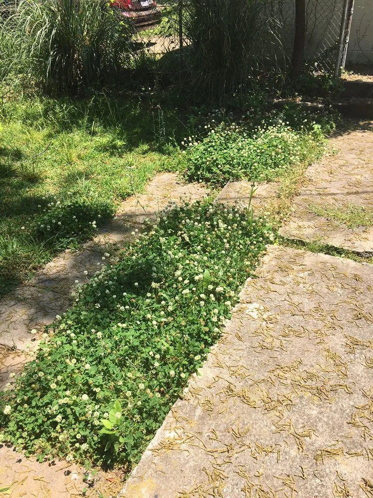 Top-rated landscape installation experts serving Birmingham, AL - TruGreen Lawn Care