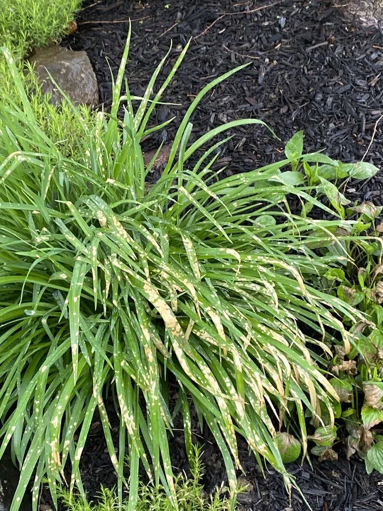 Professional lawn mowing service in Brunswick, OH - TruGreen Lawn Care