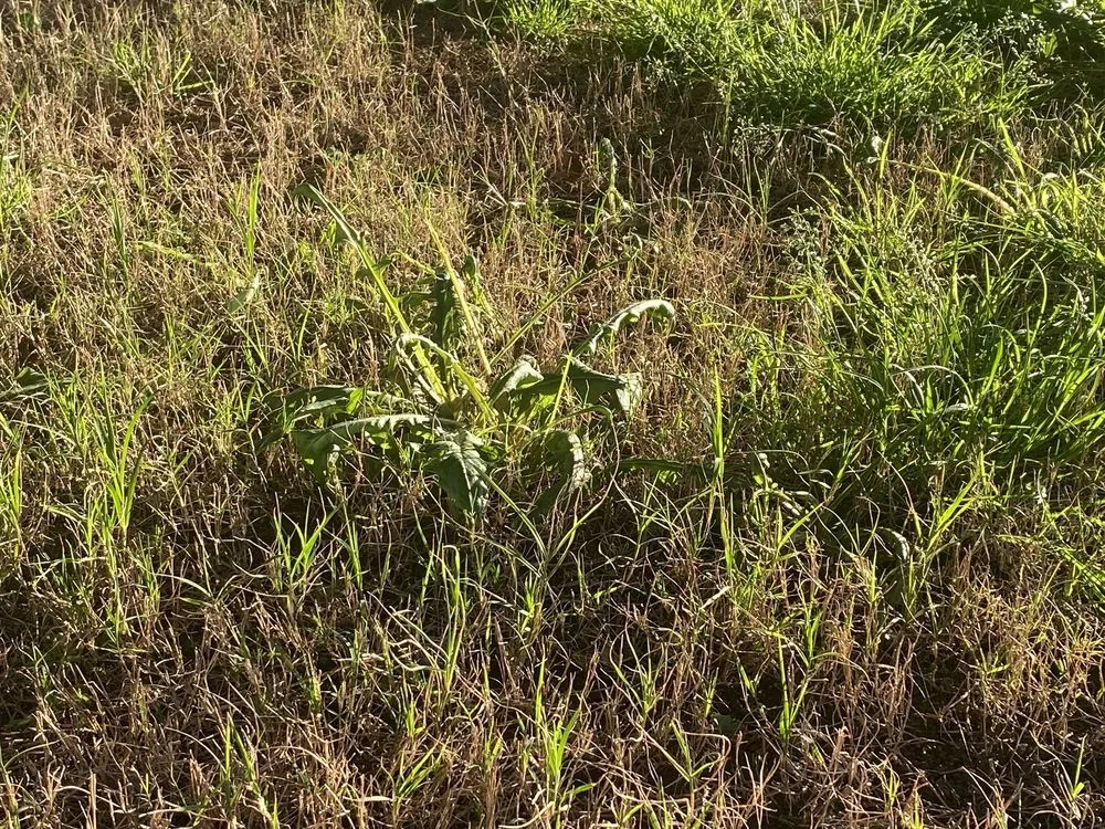 Top-rated outdoor landscaping near you in Cary, NC by TruGreen Lawn Care