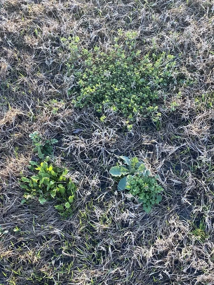 Top-rated yard maintenance near you in Cary, NC by TruGreen Lawn Care