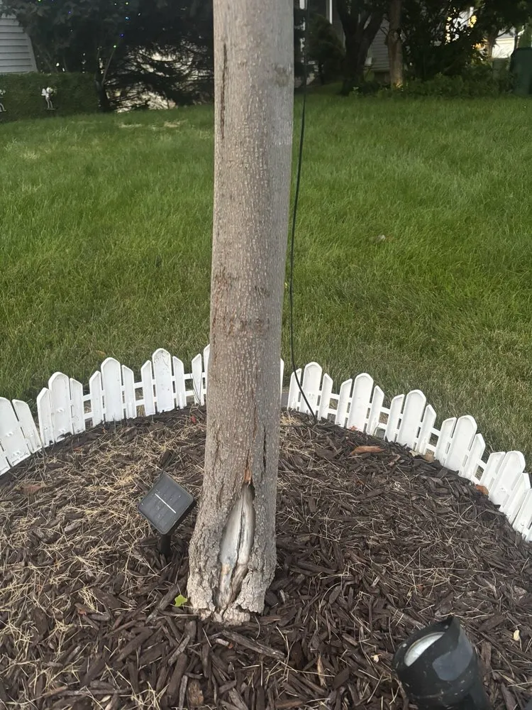 Reliable yard maintenance in Cedar Rapids, IA - TruGreen Lawn Care