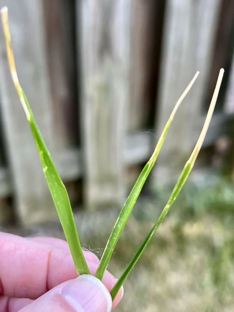 Custom outdoor landscaping for beautiful yards across Charlotte, NC - TruGreen Lawn Care