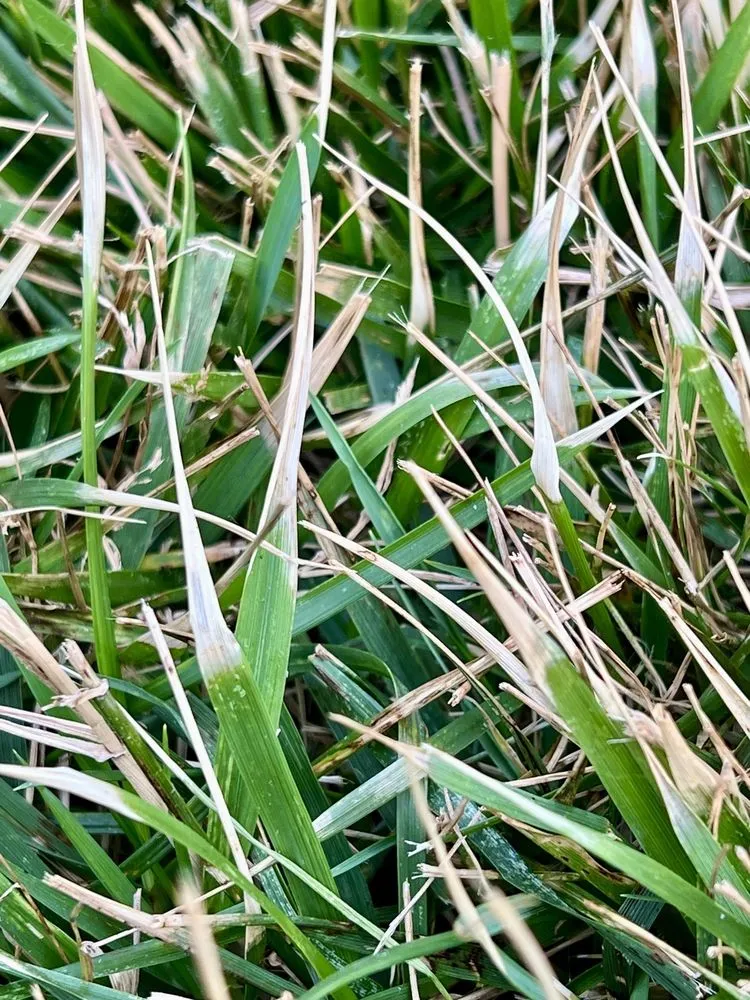 Reliable yard maintenance for year-round maintenance in Charlotte, NC by TruGreen Lawn Care