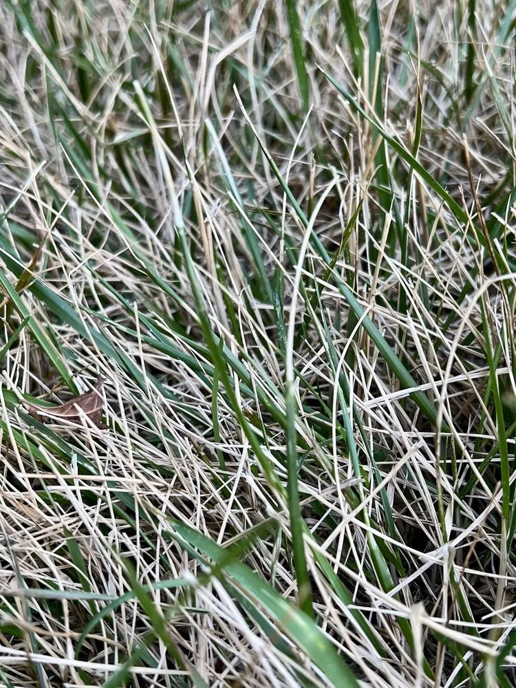 Top-rated landscape design for homes in Charlotte, NC by TruGreen Lawn Care