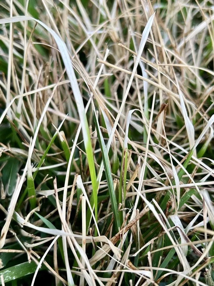 Local outdoor landscaping experts serving Charlotte, NC - TruGreen Lawn Care