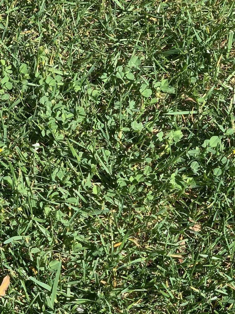 Local yard cleanup service in Concord, CA by TruGreen Lawn Care