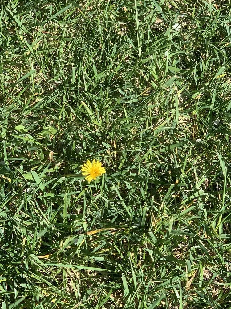 Trusted yard maintenance experts serving Concord, CA - TruGreen Lawn Care