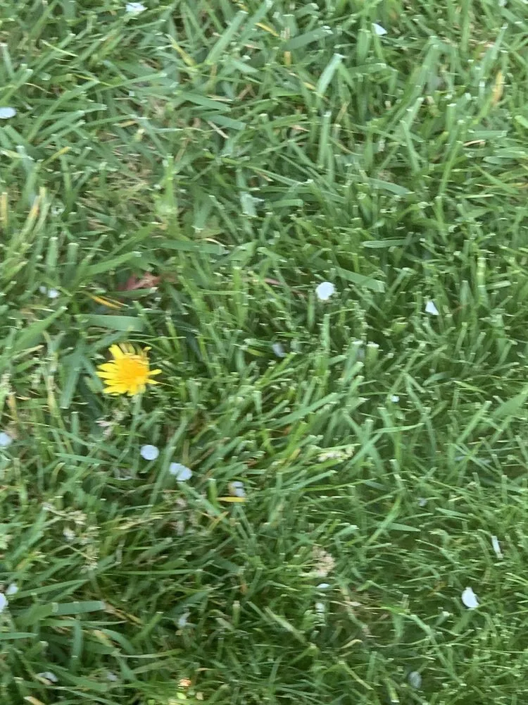 Local residential landscaping for outdoor upgrades in Concord, CA by TruGreen Lawn Care