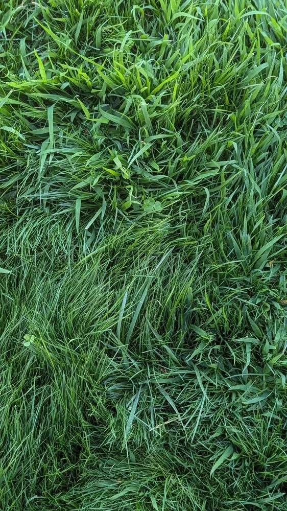 Affordable landscape design for beautiful yards across Concord, CA - TruGreen Lawn Care