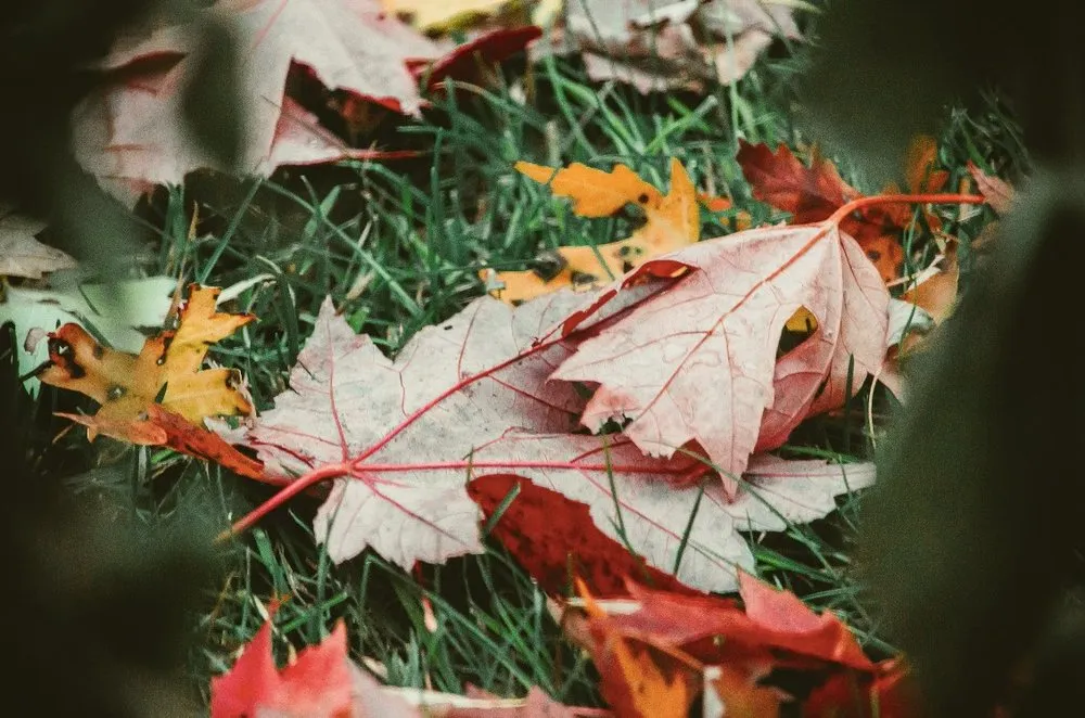 Affordable outdoor landscaping in Corpus Christi, TX - TruGreen Lawn Care