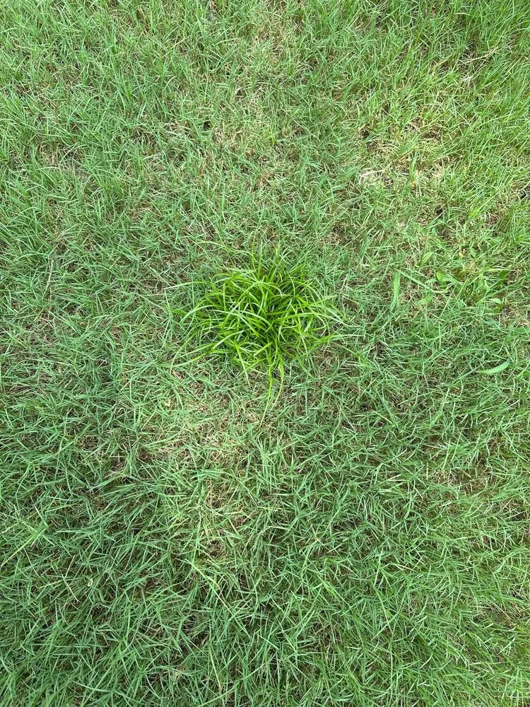Reliable lawn care service in Cumming, GA - TruGreen Lawn Care