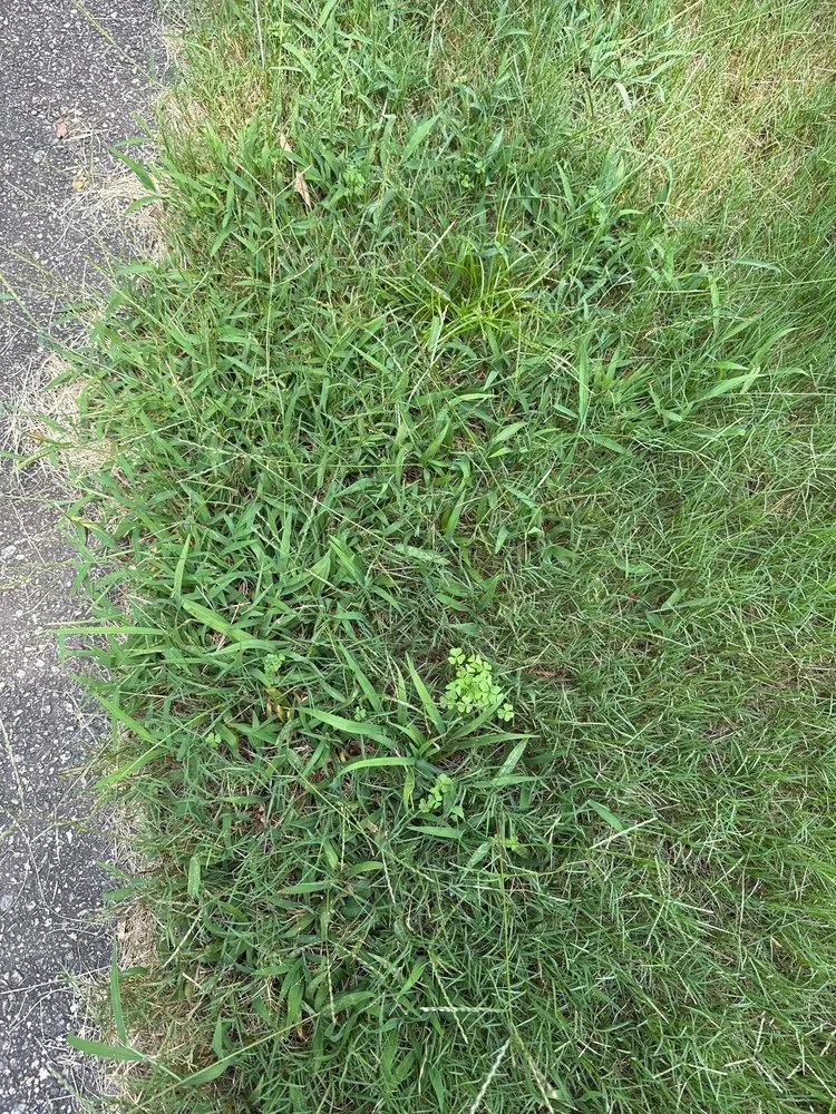 Affordable outdoor landscaping in Cumming, GA by TruGreen Lawn Care