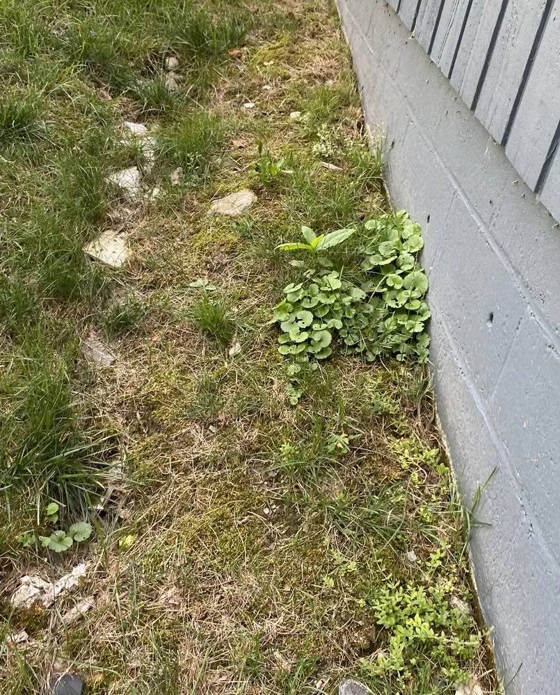 Affordable residential landscaping for beautiful yards in Danbury, CT by TruGreen Lawn Care