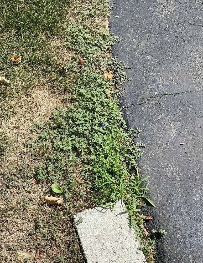 Affordable lawn mowing service in Danbury, CT by TruGreen Lawn Care