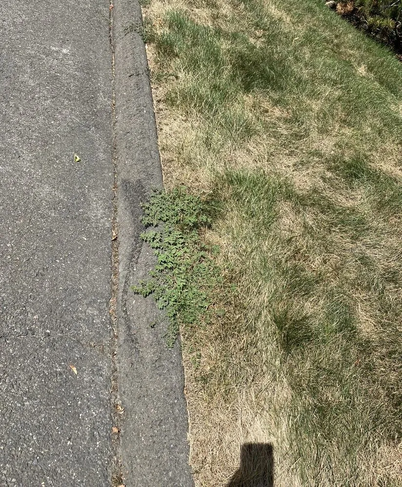 Affordable landscape installation experts serving Danbury, CT - TruGreen Lawn Care