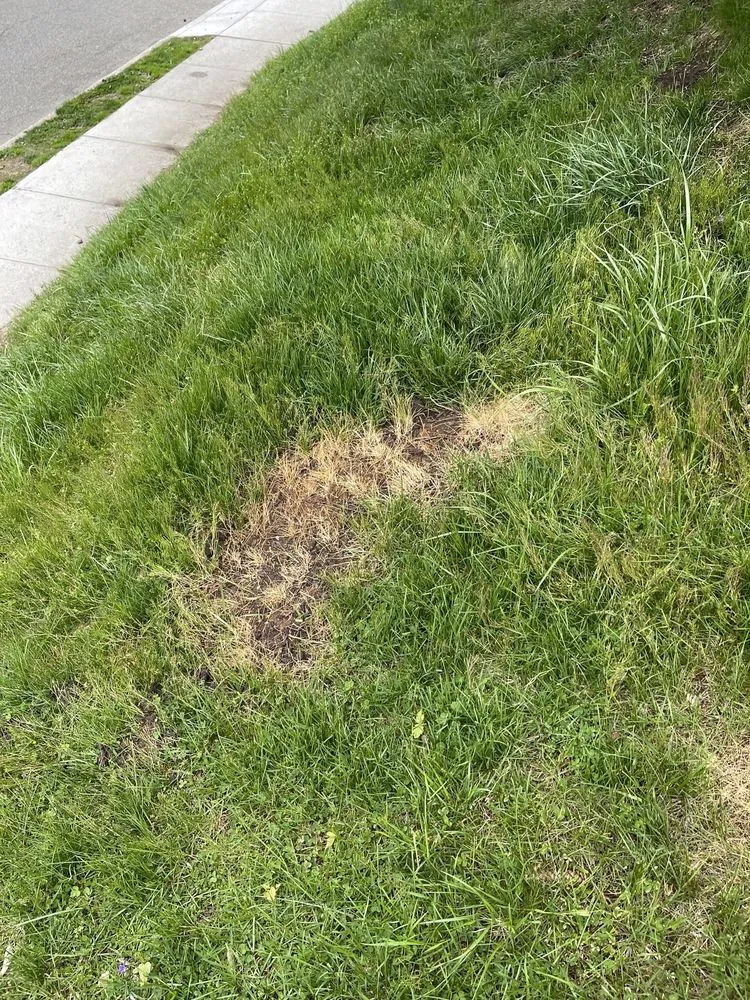 Trusted lawn care service with custom design in Danbury, CT by TruGreen Lawn Care