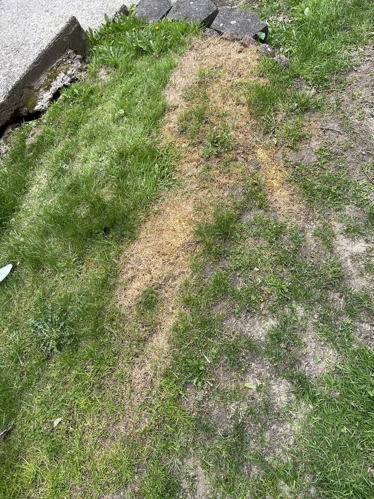 Affordable yard cleanup service in Danbury, CT - TruGreen Lawn Care