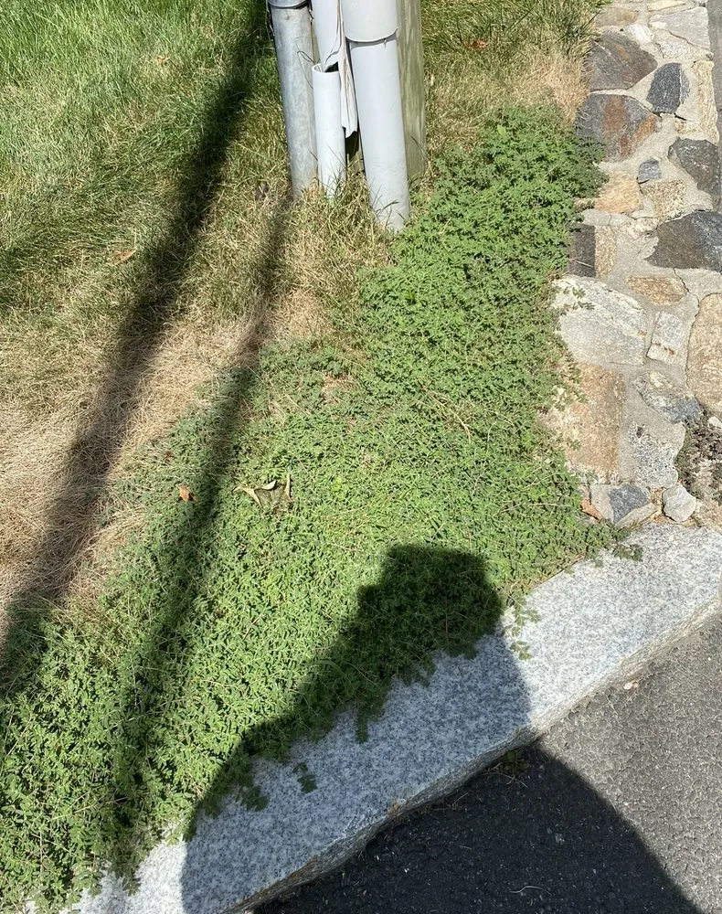 Affordable residential landscaping experts serving Danbury, CT - TruGreen Lawn Care