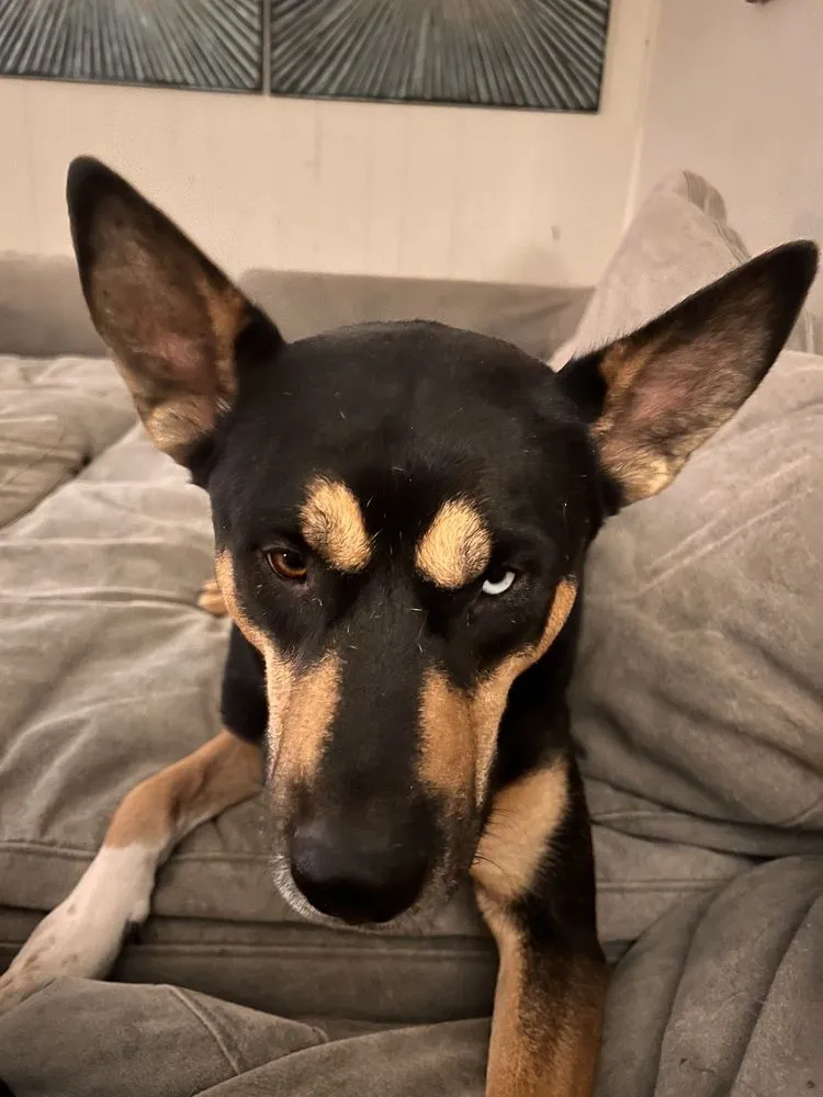 Expert yard maintenance in El Paso, TX - TruGreen Lawn Care