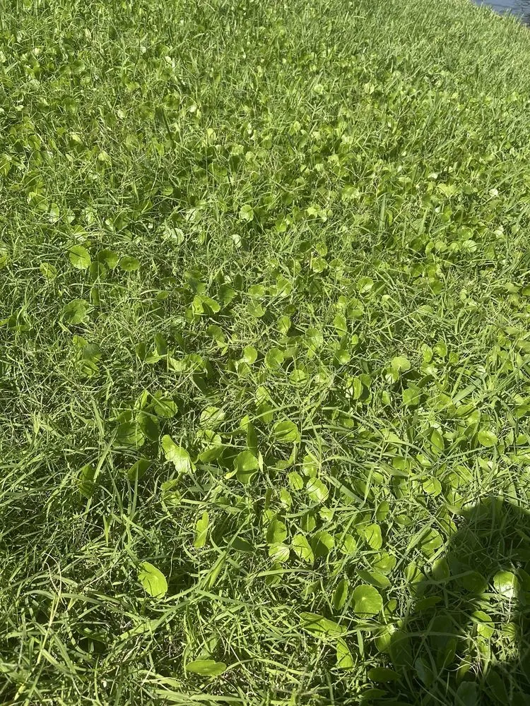 Reliable garden landscaping for residential properties in Ft. Myers, FL by TruGreen Lawn Care