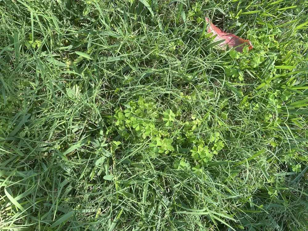 Affordable landscaping services experts serving Ft. Myers, FL - TruGreen Lawn Care